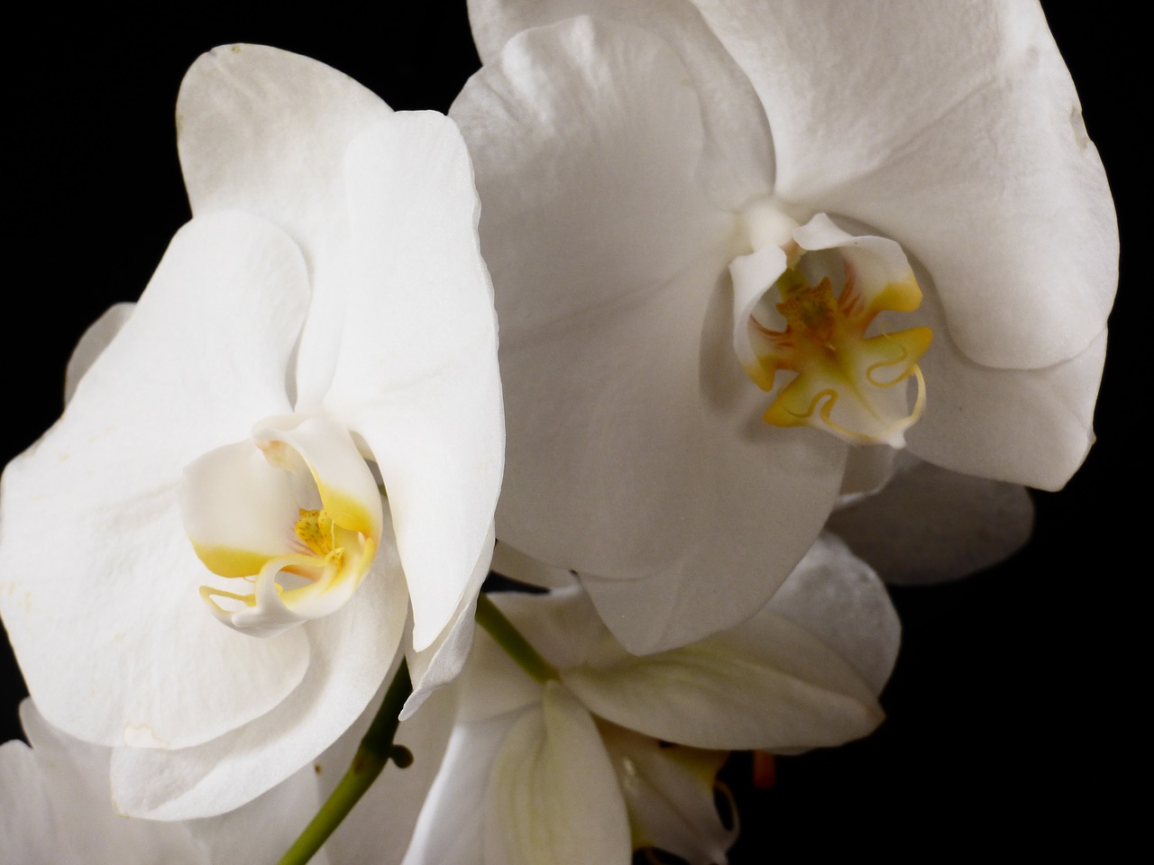 Orchidėja, Gėlė, Augalas, Balta, Nemokamos Nuotraukos,  Nemokama Licenzija