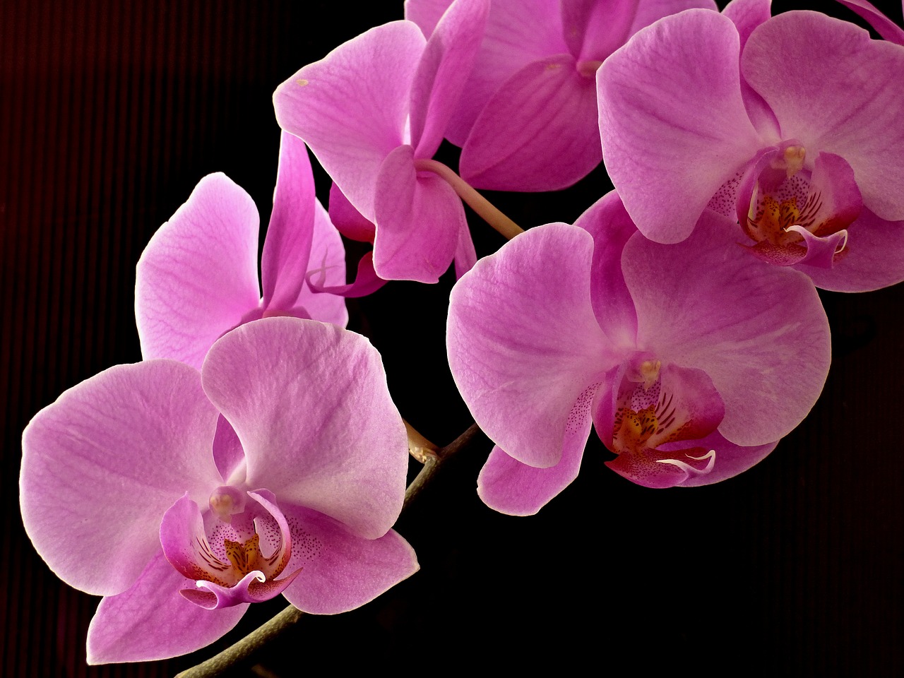 Orchidėja, Augalas, Gėlė, Rožinis, Dekoruoti, Nemokamos Nuotraukos,  Nemokama Licenzija