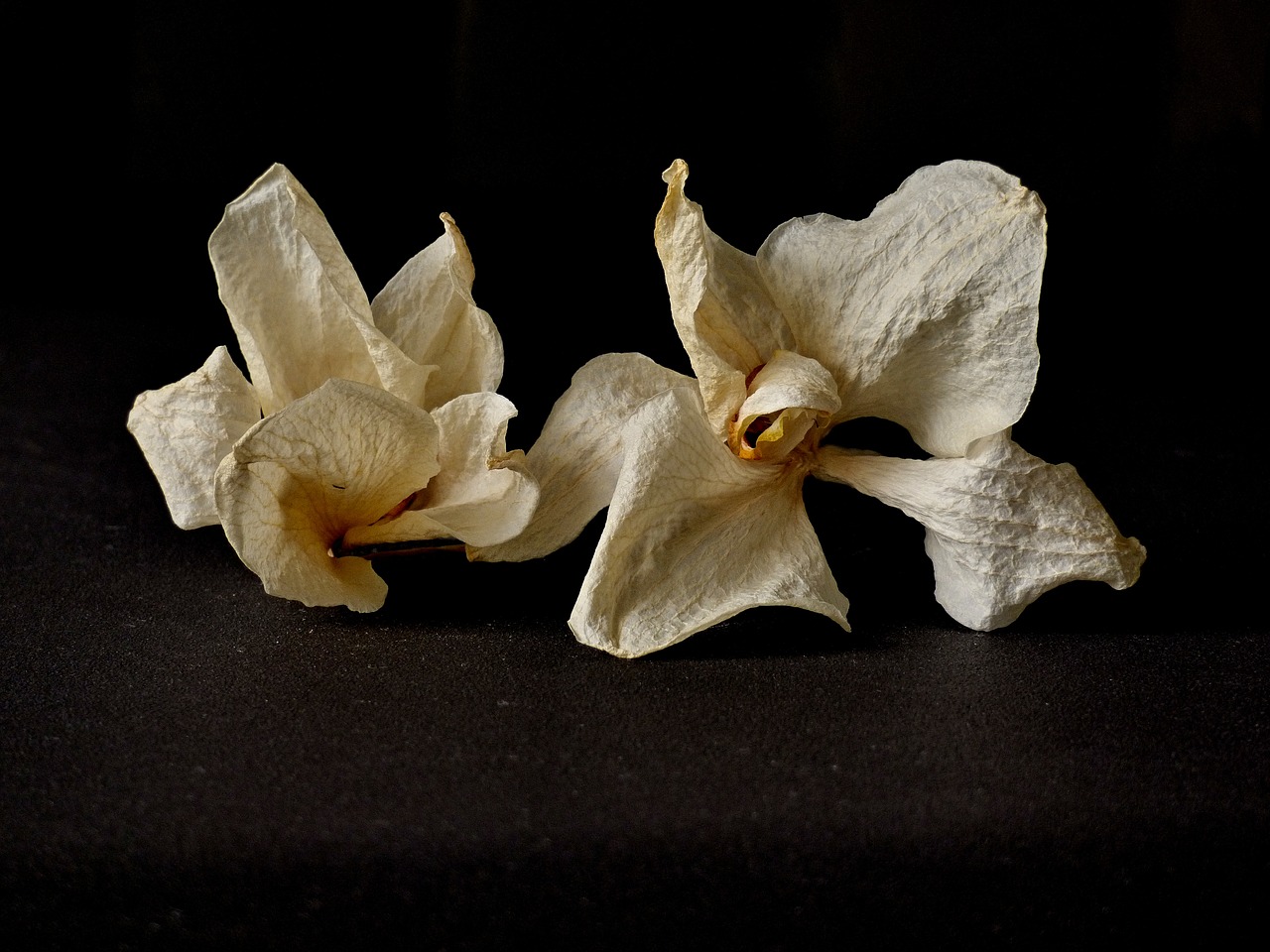 Orchidėja, Sausas, Gėlė, Nemokamos Nuotraukos,  Nemokama Licenzija