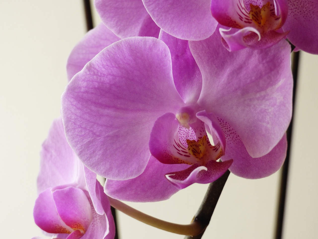 Orchidėja, Gėlė, Rožinis, Dekoruoti, Nemokamos Nuotraukos,  Nemokama Licenzija