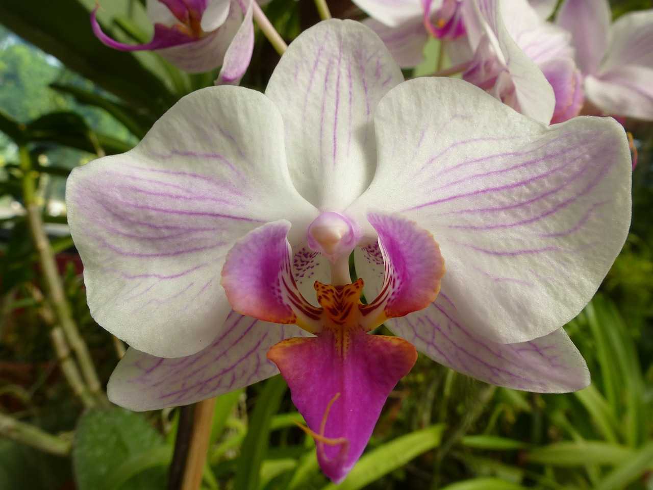 Orchidėja, Augalas, Gėlė, Šri Lanka, Nemokamos Nuotraukos,  Nemokama Licenzija