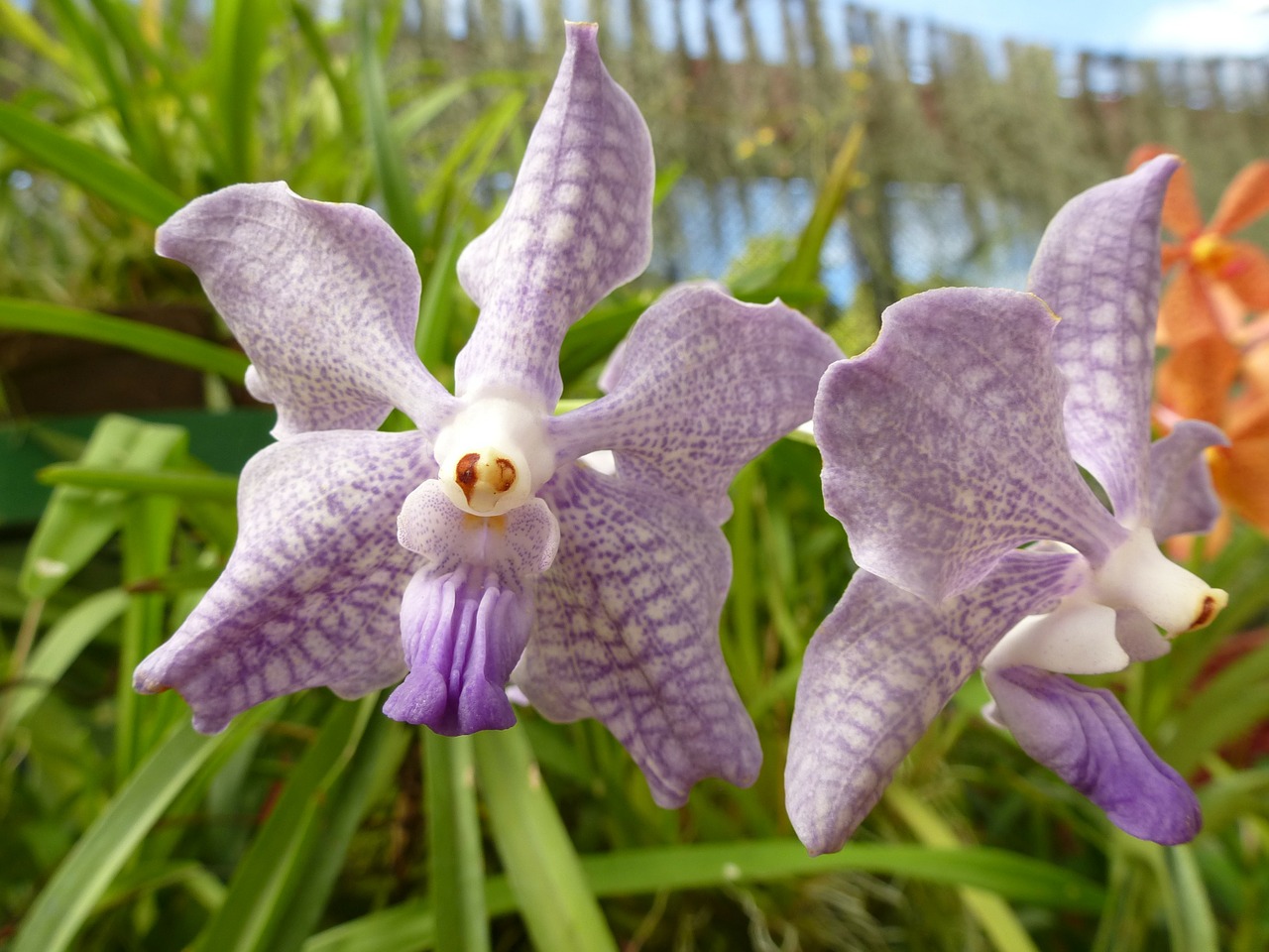 Orchidėja, Violetinė, Augalas, Gėlė, Šri Lanka, Nemokamos Nuotraukos,  Nemokama Licenzija