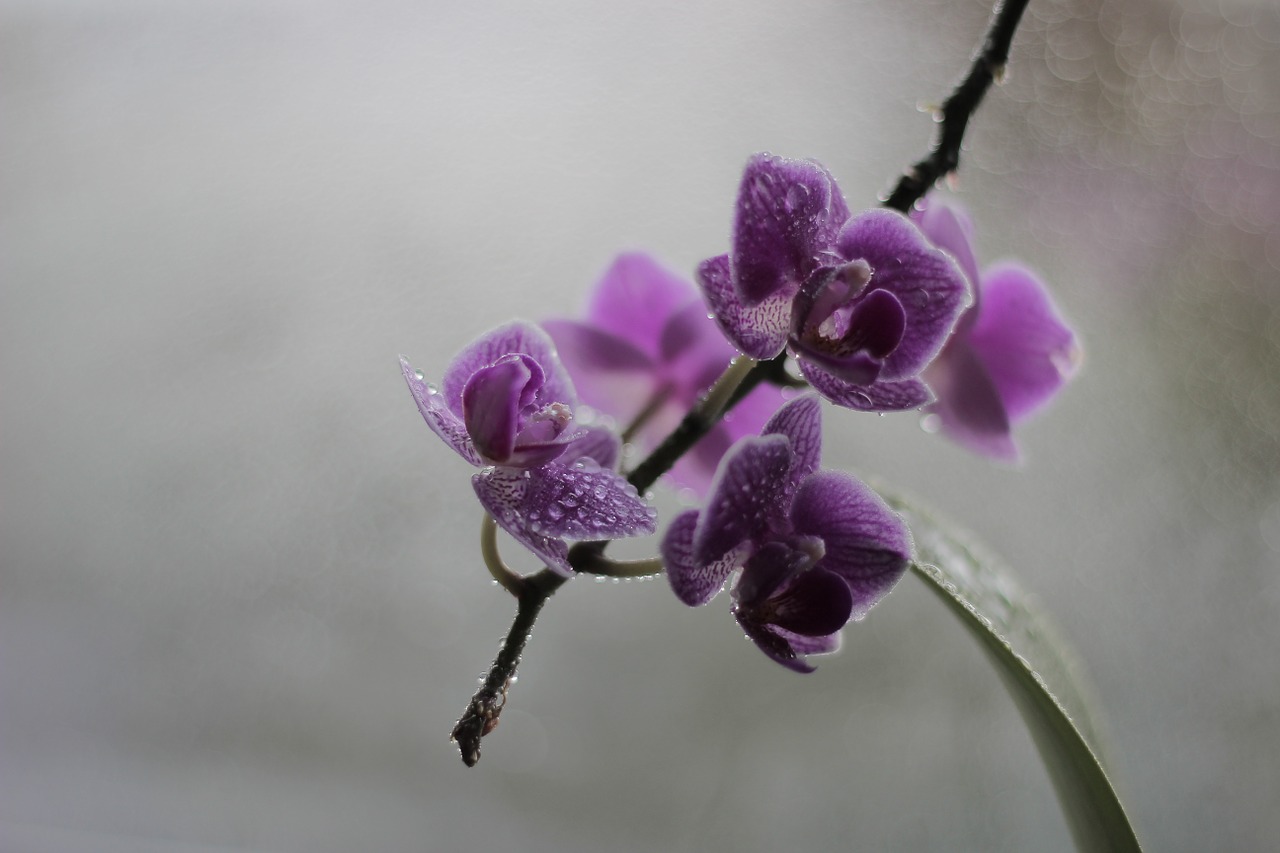 Orchidėja, Žiedas, Žydėti, Gamta, Violetinė, Žiedynas, Nemokamos Nuotraukos,  Nemokama Licenzija