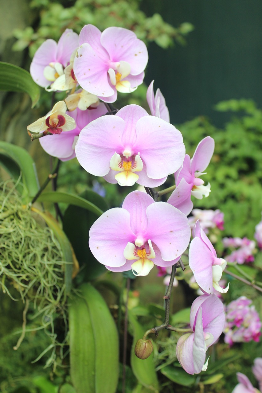 Orchidėja, Gėlės, Gamta, Gėlių, Elegantiškas, Tropinis, Orchidaceae, Spalva, Natūralus, Vasara