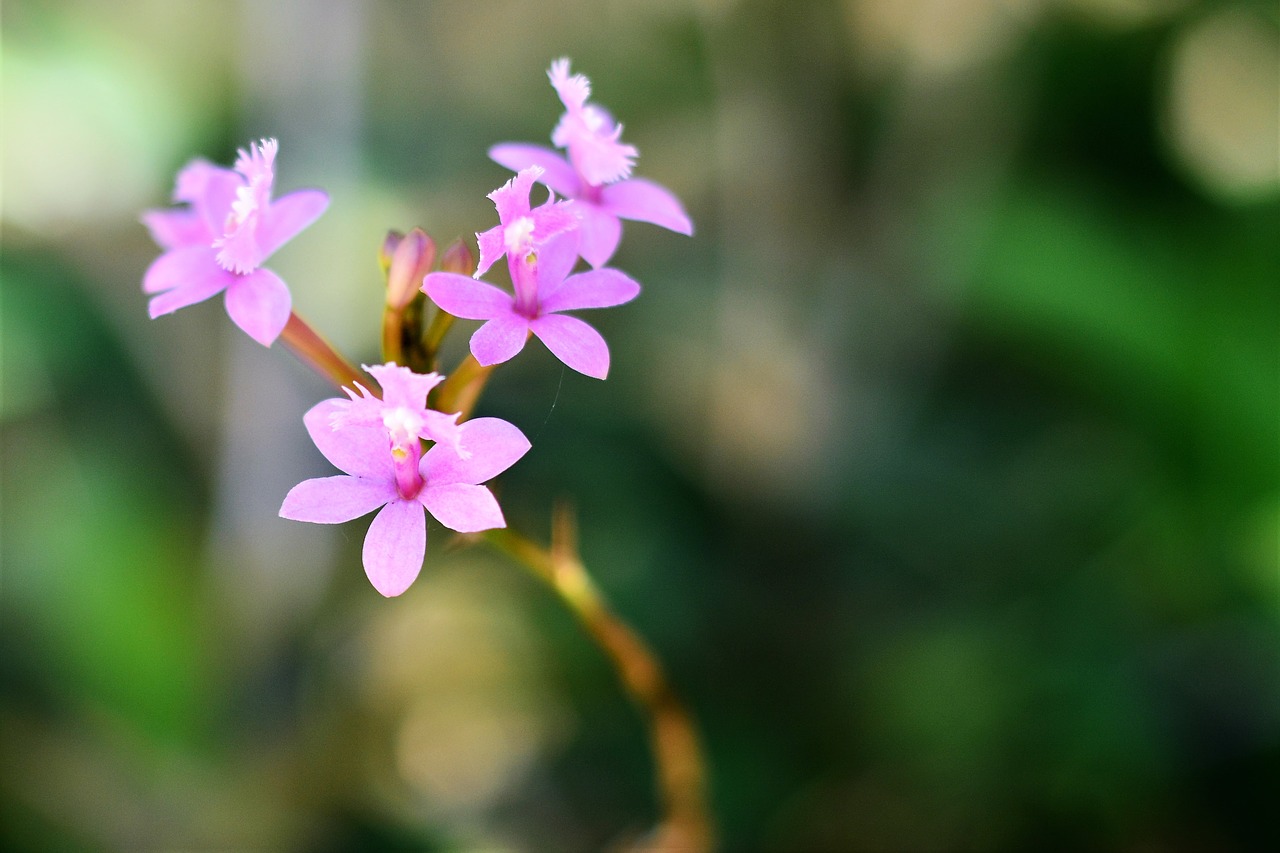 Orchidėja, Gėlės, Augalas, Maža Gėlė, Pavasaris, Nemokamos Nuotraukos,  Nemokama Licenzija