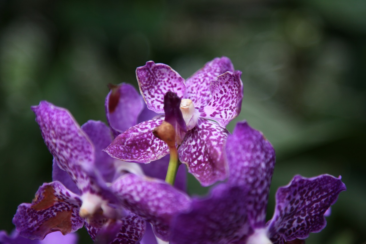 Orchidėja, Gėlė, Žiedas, Nemokamos Nuotraukos,  Nemokama Licenzija