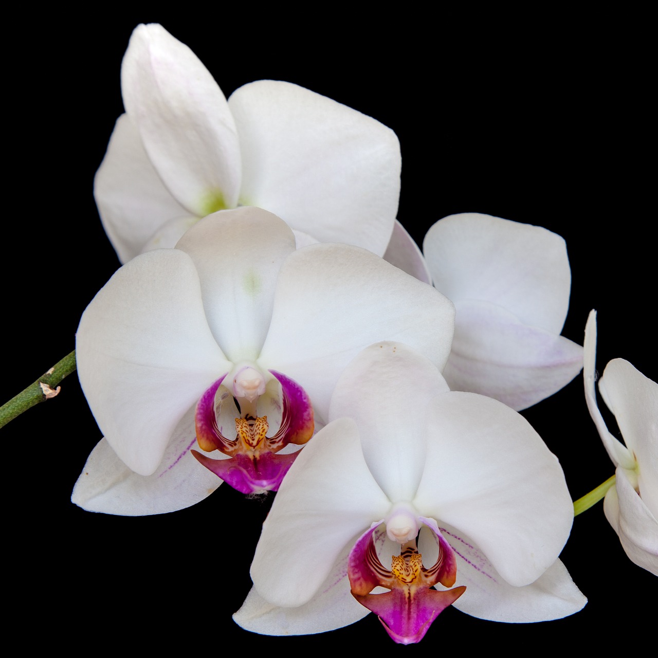 Orchidėja, Žiedas, Žydėti, Augalas, Gėlė, Uždaryti, Gamta, Orchideenblüte, Makro, Balta