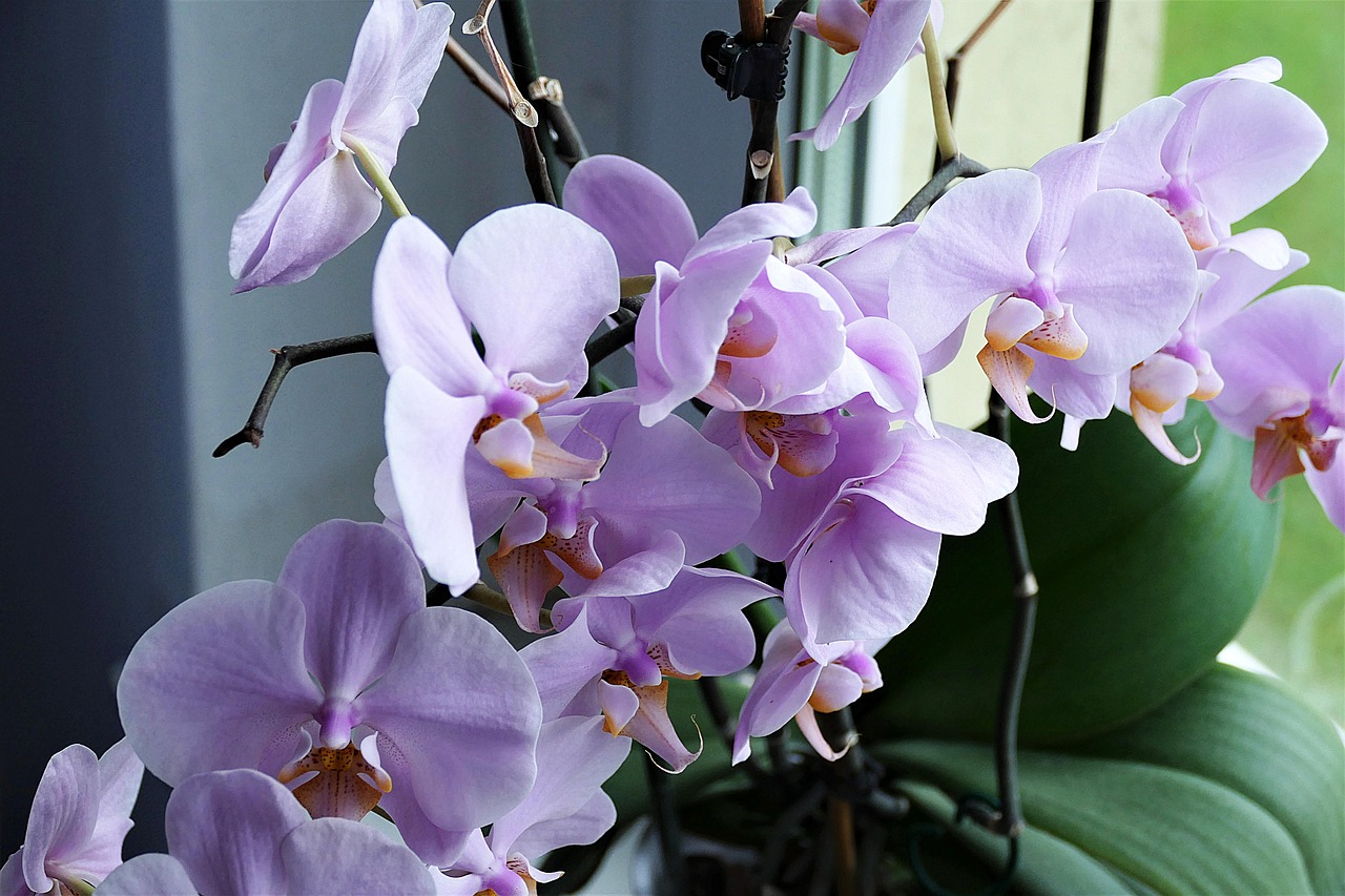 Orchidėja, Gėlė, Uždaryti, Žiedas, Žydėti, Kambarinis Augalas, Nemokamos Nuotraukos,  Nemokama Licenzija