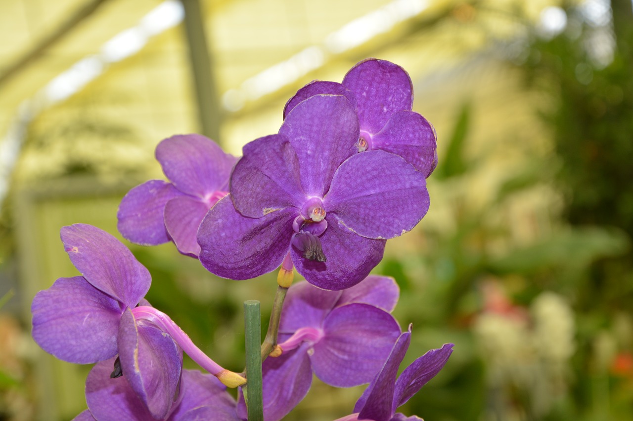 Orchidėja, Purpurinės Gėlės, Apdaila, Pasiūlymas, Gamta, Augalai Žydintys, Nemokamos Nuotraukos,  Nemokama Licenzija