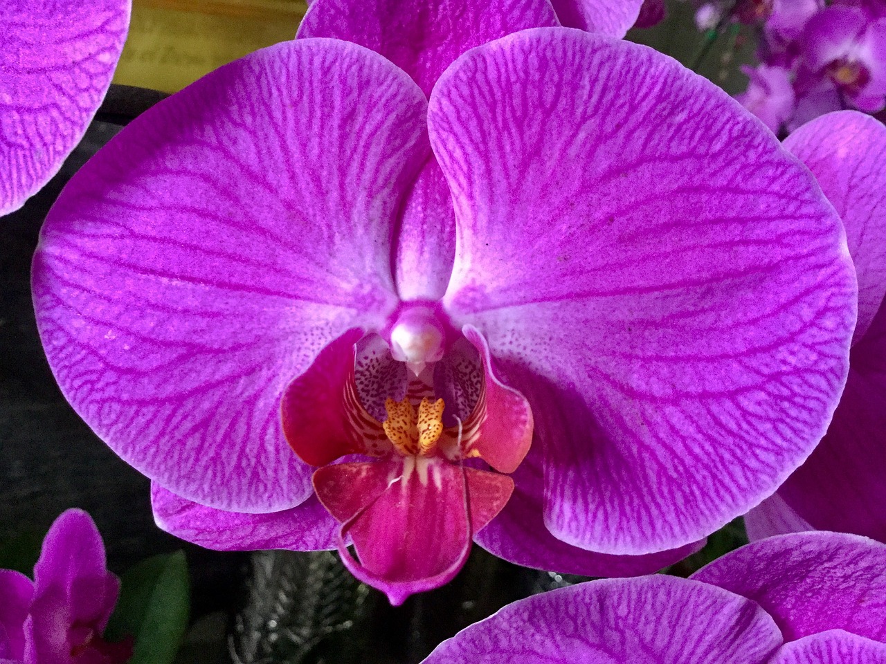 Orchidėja, Vasara, Gražus Gyvas, Nemokamos Nuotraukos,  Nemokama Licenzija
