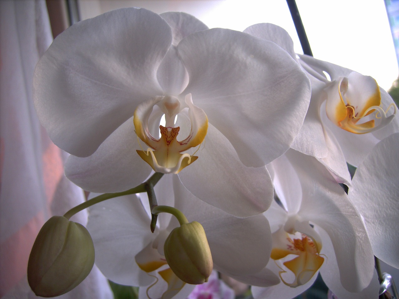 Orchidėja, Žiedas, Žydėti, Balta, Nemokamos Nuotraukos,  Nemokama Licenzija