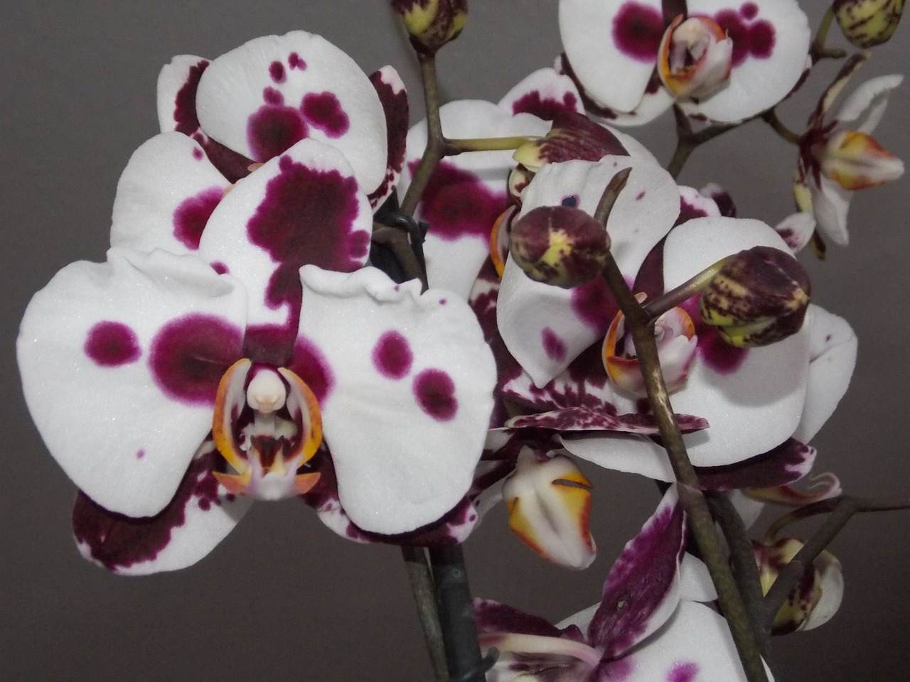 Orchidėja, Gėlė, Balta Violetinė, Augalas, Nemokamos Nuotraukos,  Nemokama Licenzija