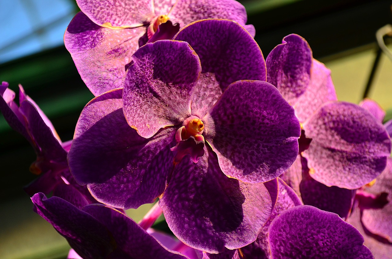 Orchidėja, Gėlė, Augalas, Žiedas, Žydėti, Makro, Gamta, Violetinė, Nemokamos Nuotraukos,  Nemokama Licenzija