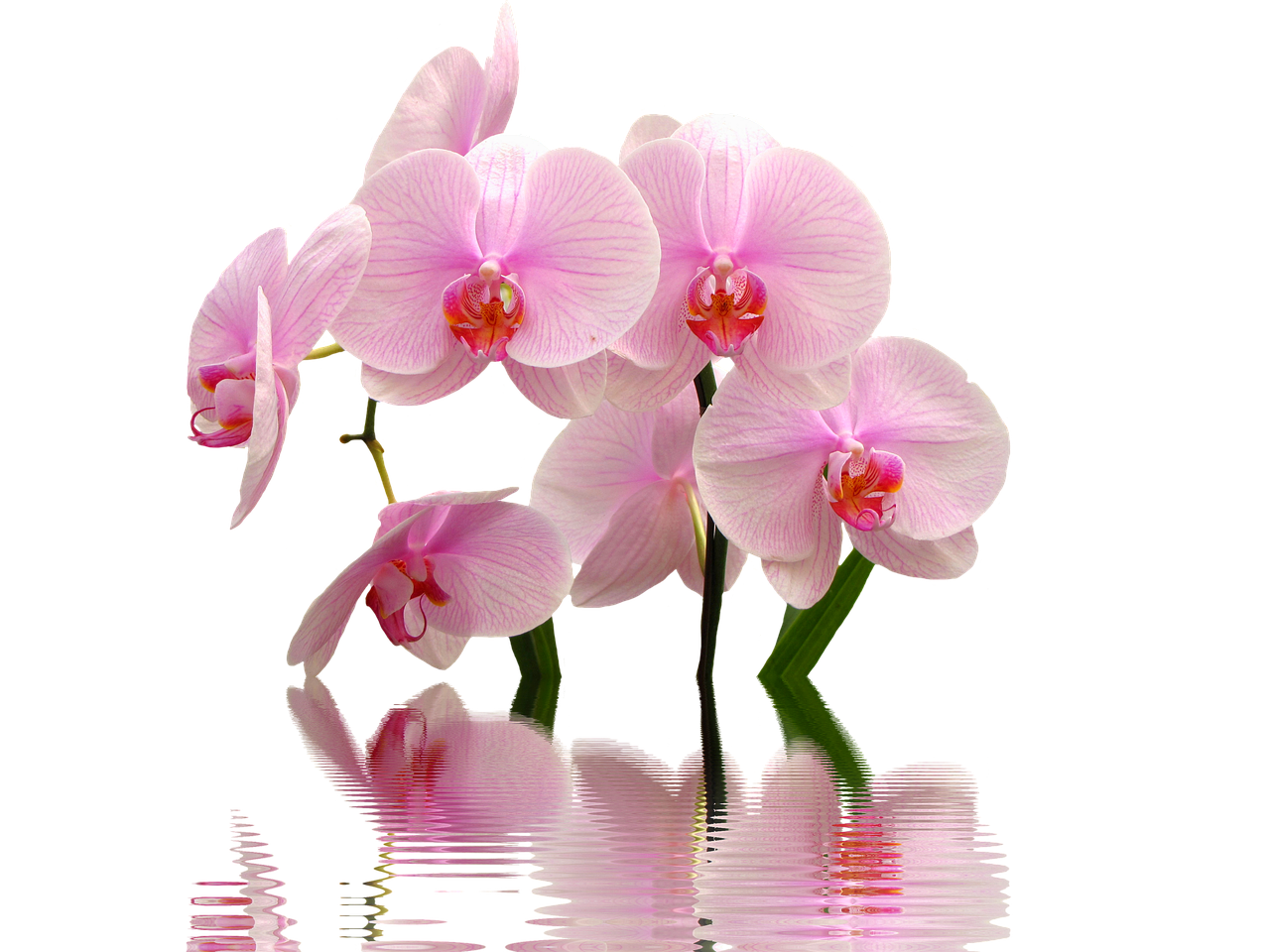 Orchidėja, Gėlės, Rožinis, Orchideenblüte, Orchidėjų Gėlė, Laukinė Orchidėja, Gėlė, Augalas, Gamta, Nemokamos Nuotraukos