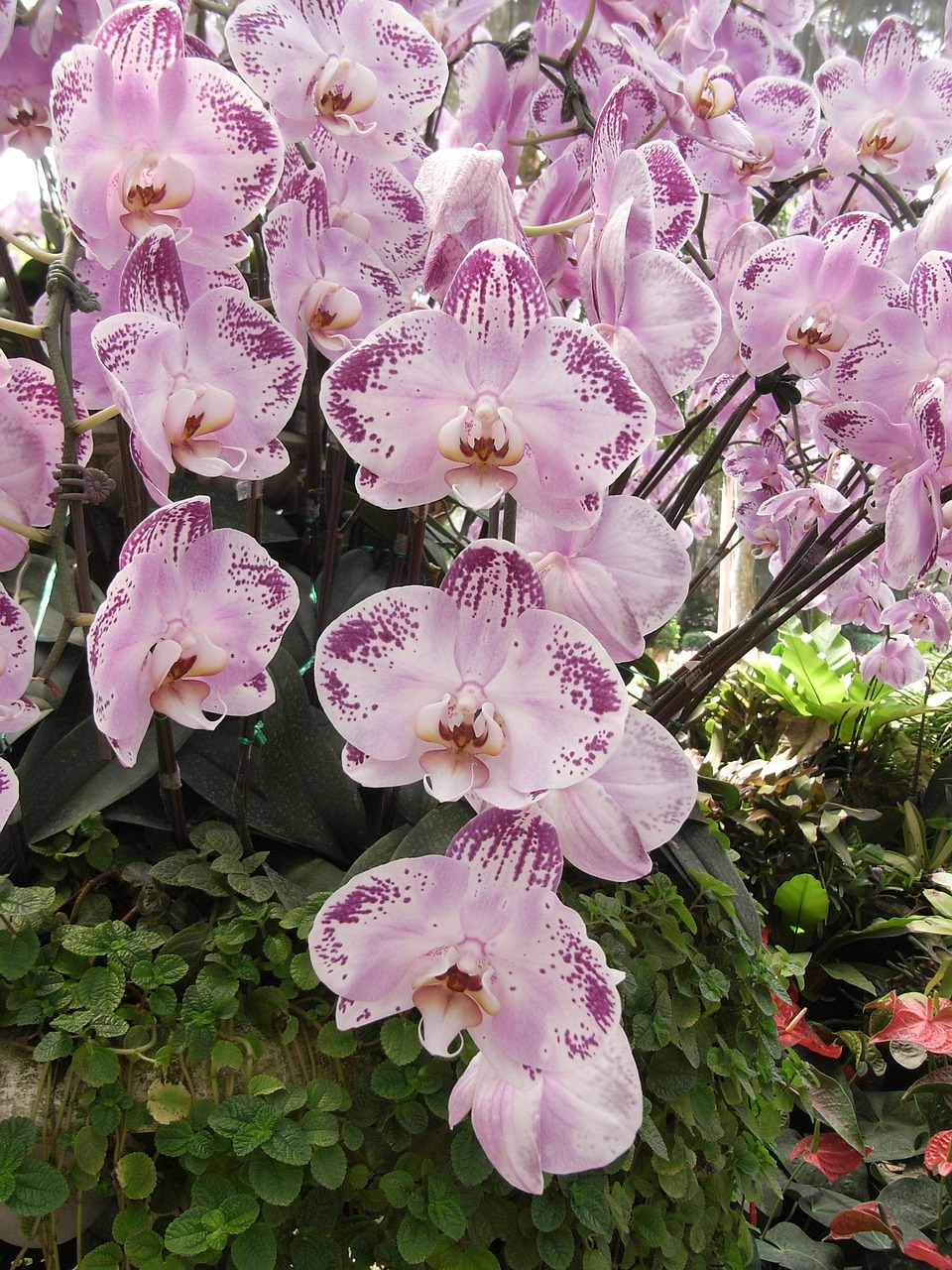 Orchidėja, Gėlės, Rožinis, Tajų Orchidėjų Gėlės, Žydėti, Nemokamos Nuotraukos,  Nemokama Licenzija
