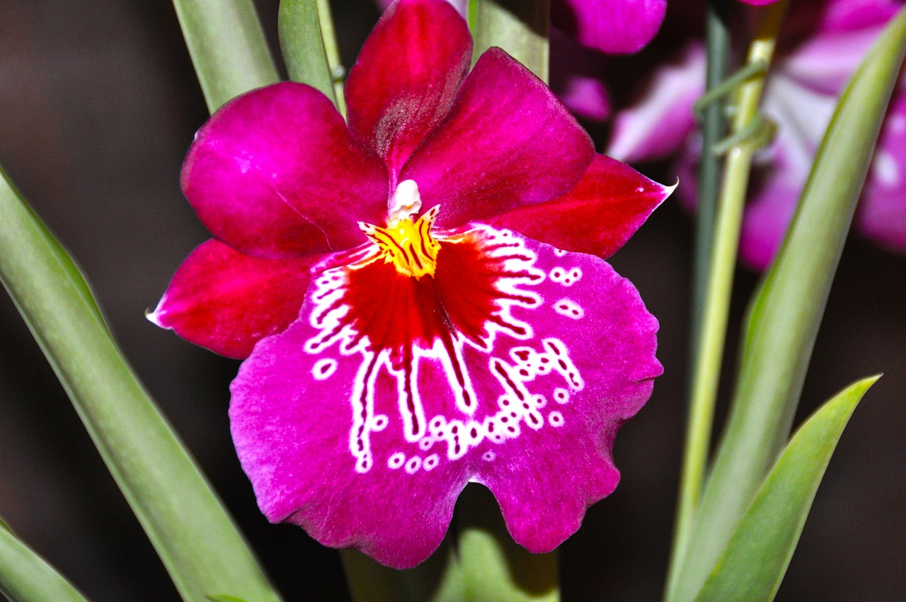 Orchidėja, Žiedas, Žydėti, Gėlė, Orchidaceae, Violetinė, Rožinis, Nemokamos Nuotraukos,  Nemokama Licenzija