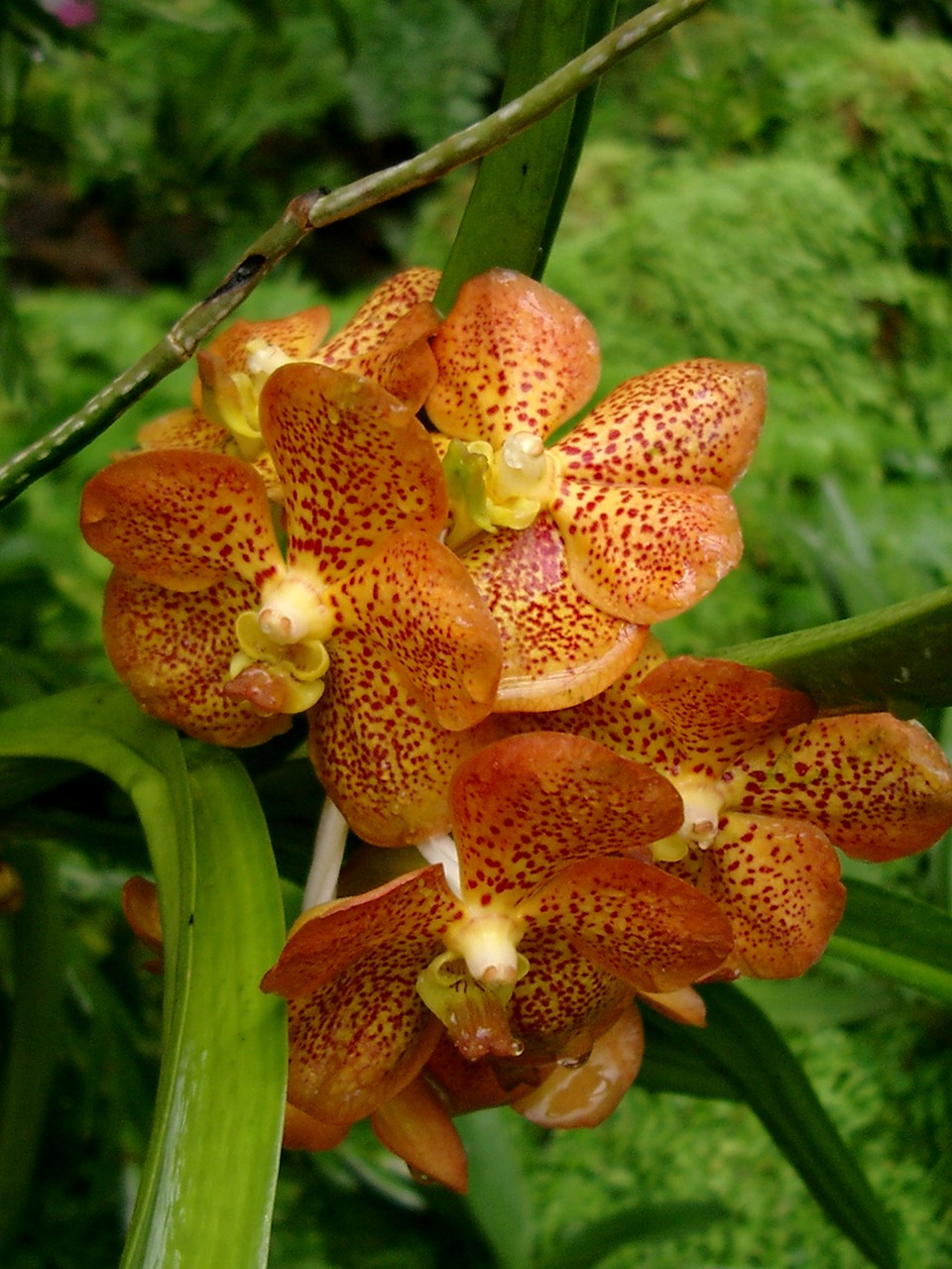Orchidėja, Gėlė, Oranžinės Polka Taškai, Nemokamos Nuotraukos,  Nemokama Licenzija