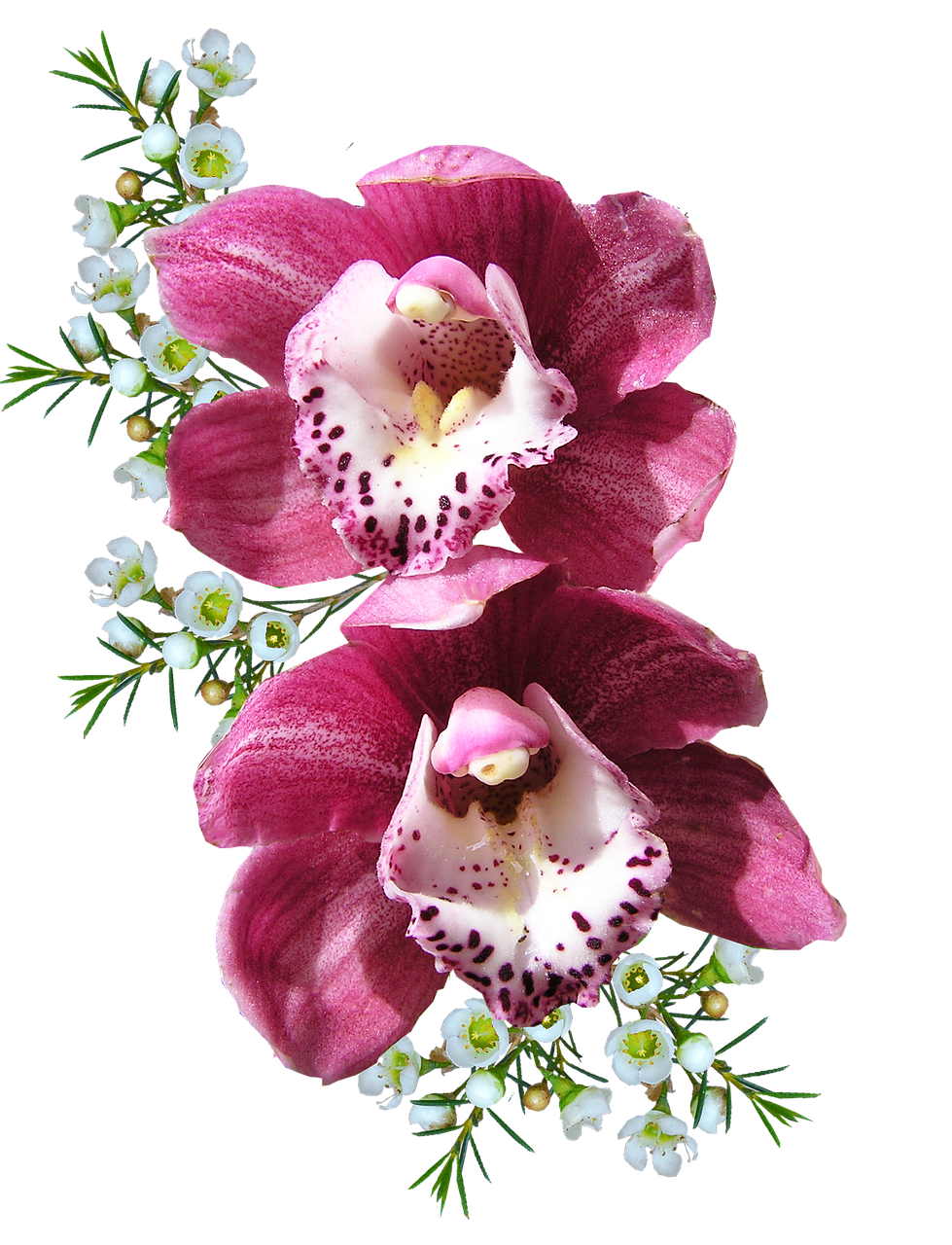 Orchidėja, Rožinis, Su, Vaško Gėlės, Nemokamos Nuotraukos,  Nemokama Licenzija