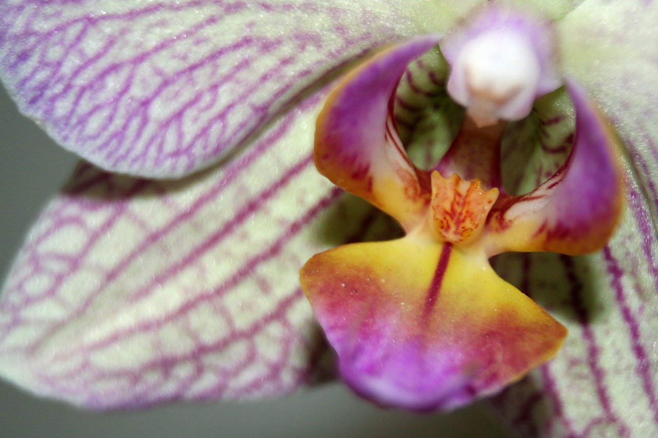 Orchidėja, Gėlė, Balta Violetinė, Žiedas, Žydėti, Augalas, Uždaryti, Nemokamos Nuotraukos,  Nemokama Licenzija