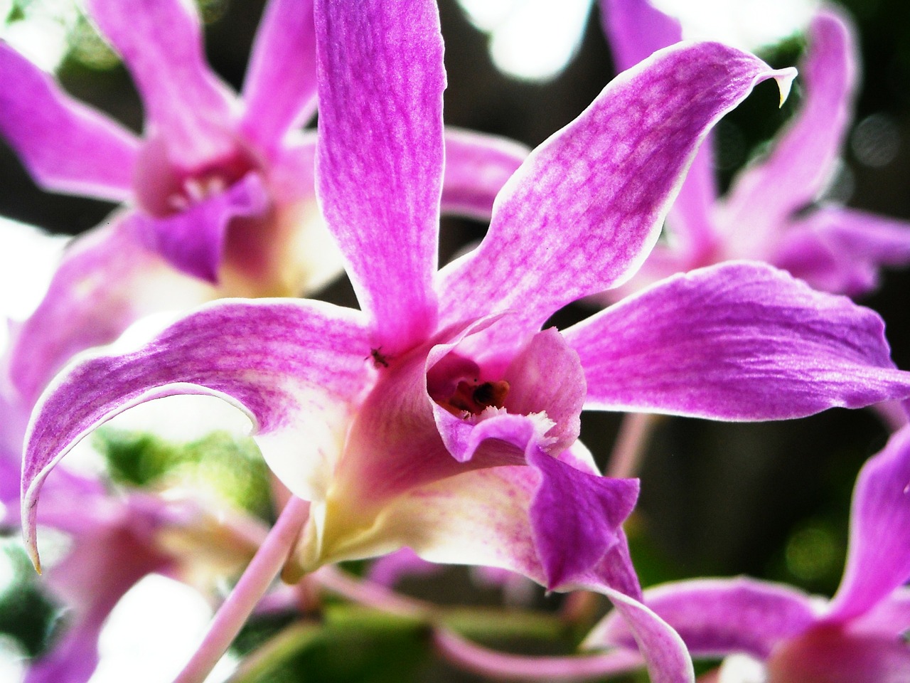 Orchidėja, Gėlės, Violetinė, Nemokamos Nuotraukos,  Nemokama Licenzija