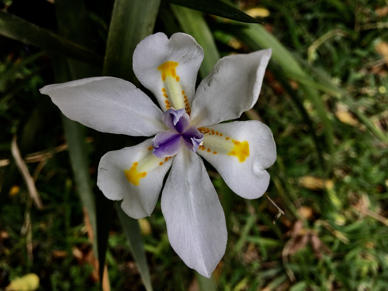 Orchidėja, Gėlė, Gėlės, Gamta, Daržovių, Subtilus Gėlė, Žiedlapiai, Balta Gėlė, Nemokamos Nuotraukos,  Nemokama Licenzija