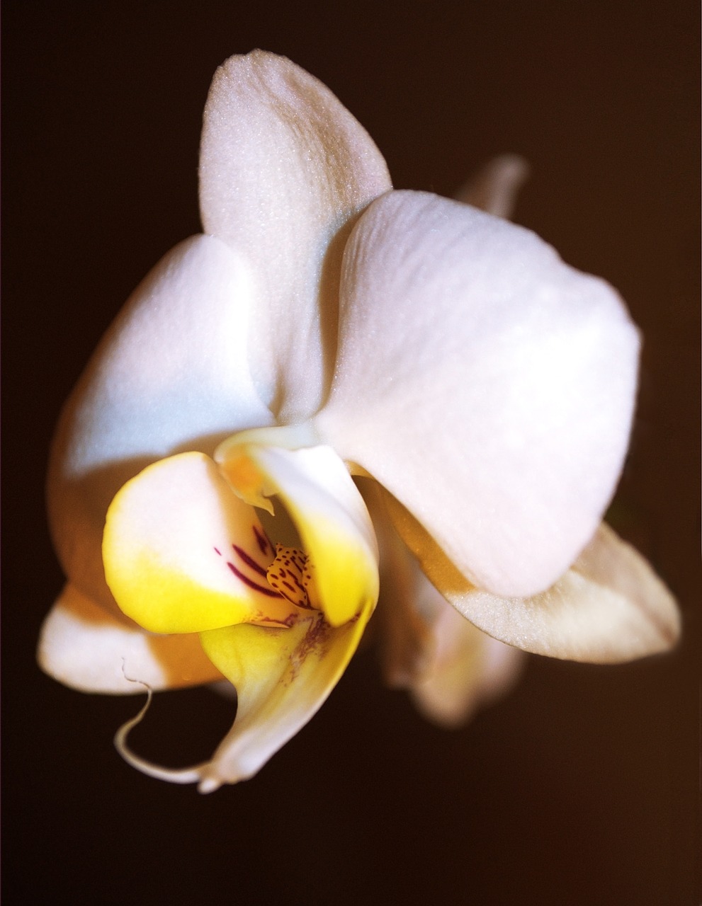 Orchidėja, Gėlė, Graži Gėlė, Flora, Grožis, Augalas, Makro, Gėlės, Žydėti, Gėlių Orchidėja