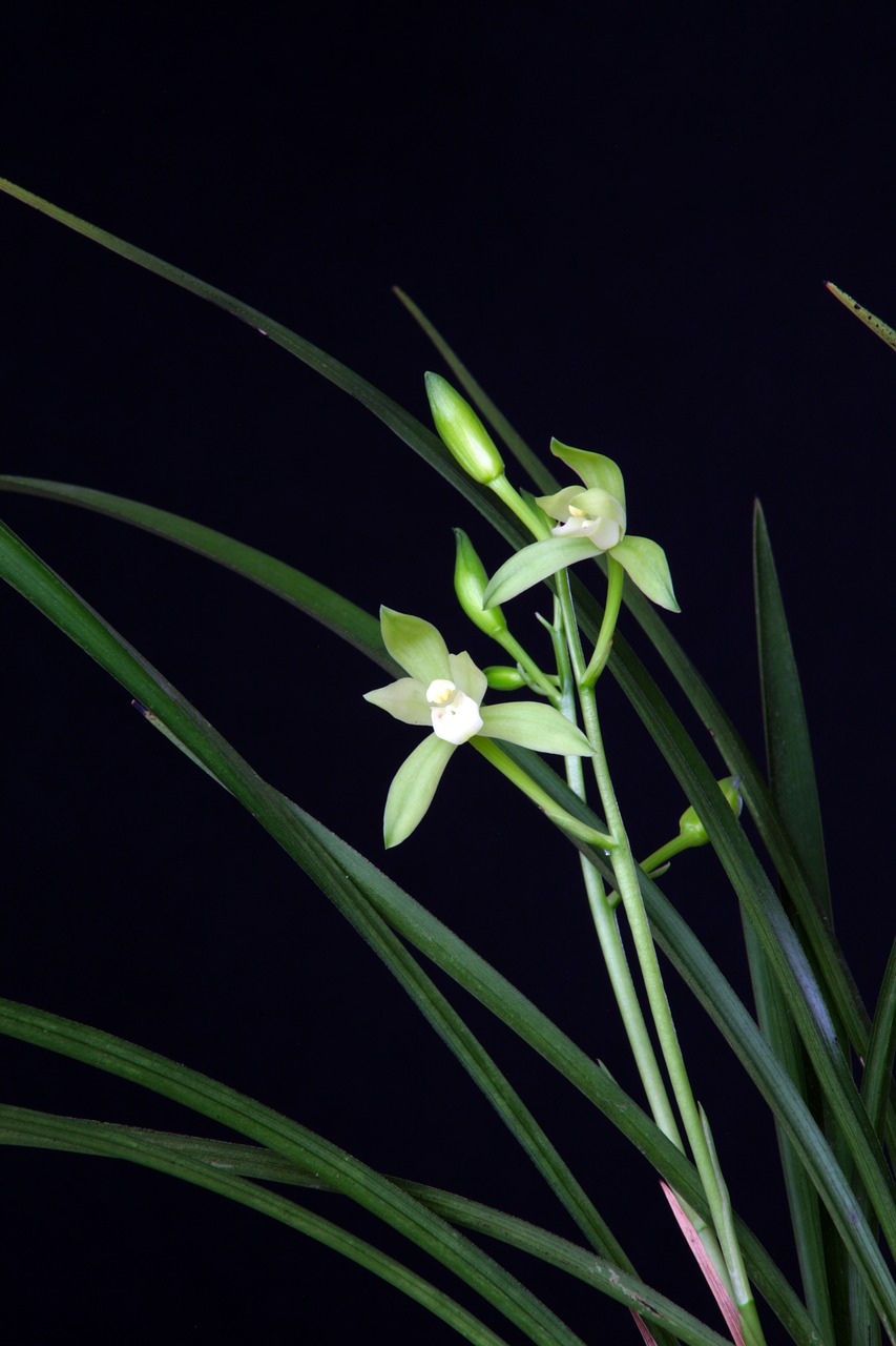 Orchidėja, Augalai, Rytietiškas, I, Gėlės, Žolė, Žalias, Gamta, Chartreuse, Šviesa