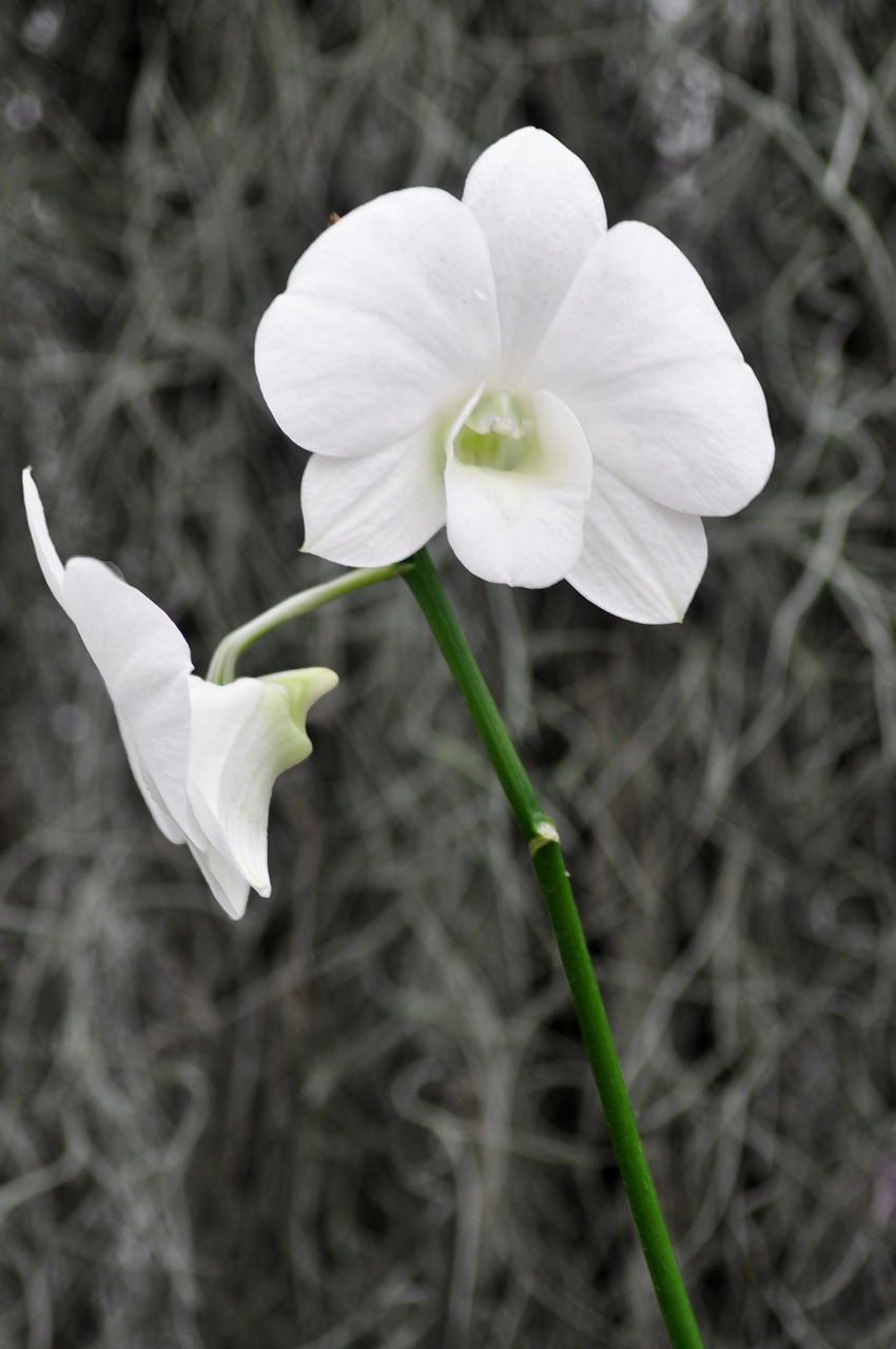 Orchidėja, Laukinė Gėlė, Botanika, Gėlė, Gamta, Natūralus, Šviežias, Balta, Flora, Parkas
