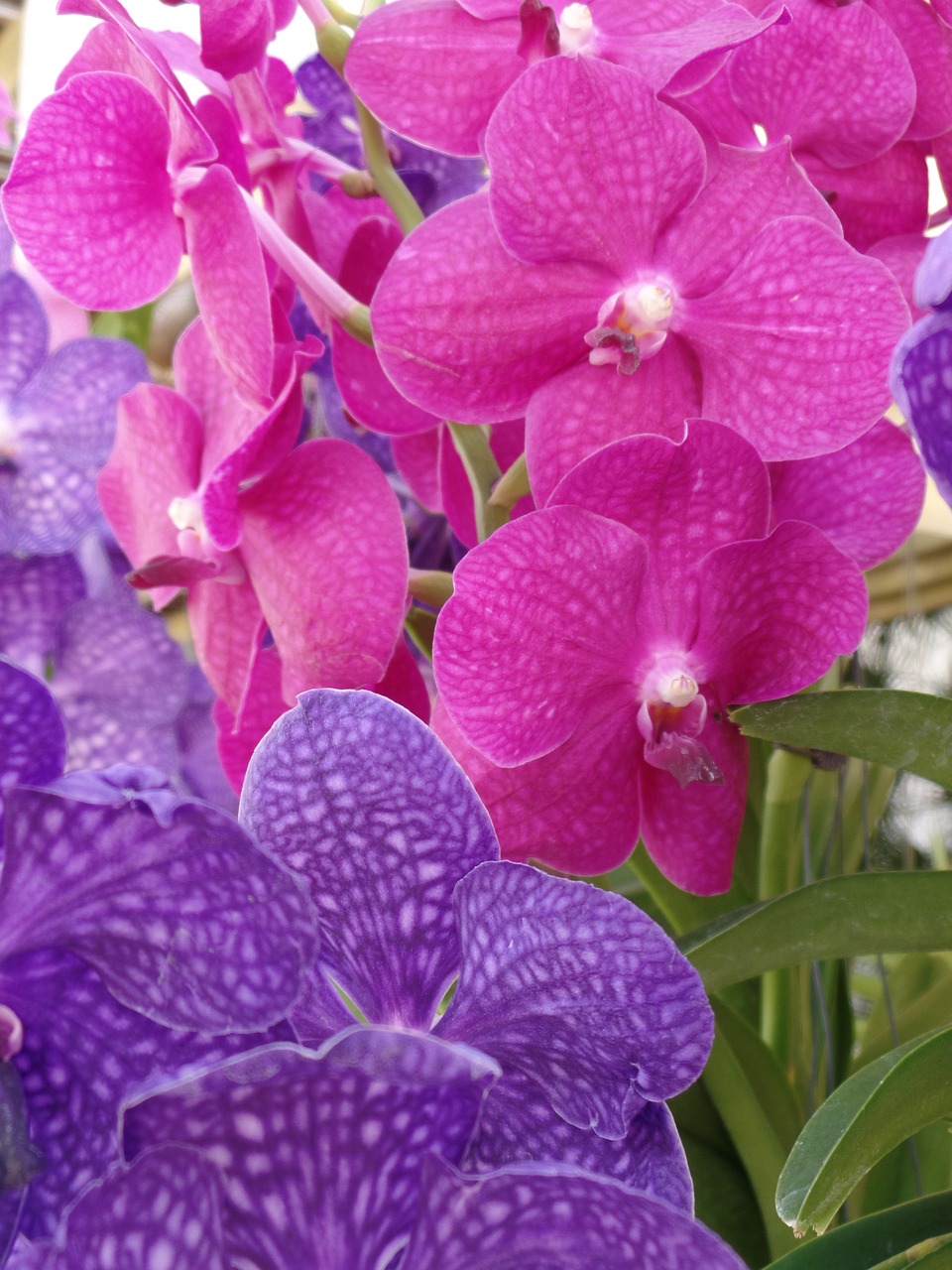 Orchidėja, Violetinė, Žiedas, Rožinis, Žiedlapis, Gėlių, Atogrąžų, Spalva, Phalaenopsis, Augalas