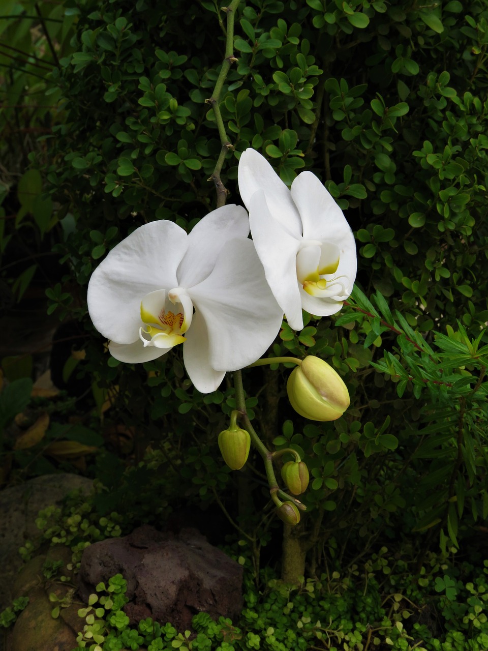 Orchidėja, Atogrąžų Sodas, Balta Gėlė, Nemokamos Nuotraukos,  Nemokama Licenzija