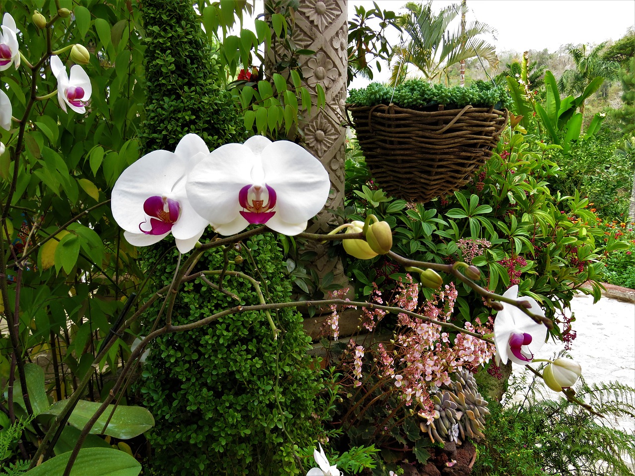 Orchidėja, Balta Gėlė, Tropinės Gėlės, Nemokamos Nuotraukos,  Nemokama Licenzija
