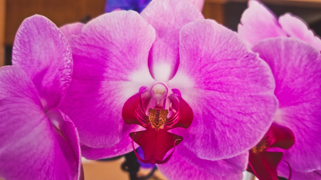 Orchidėja, Gėlė, Pavasaris, Nemokamos Nuotraukos,  Nemokama Licenzija