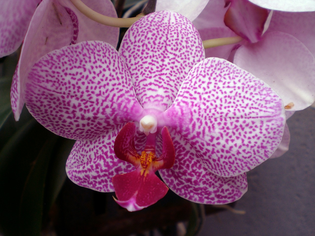 Orchidėja, Phalaenopsis, Orchidėjos, Rožinis, Atogrąžų, Karalienė Gėlių, Drugelis Orchidėja, Žiedas, Žydėti, Nemokamos Nuotraukos