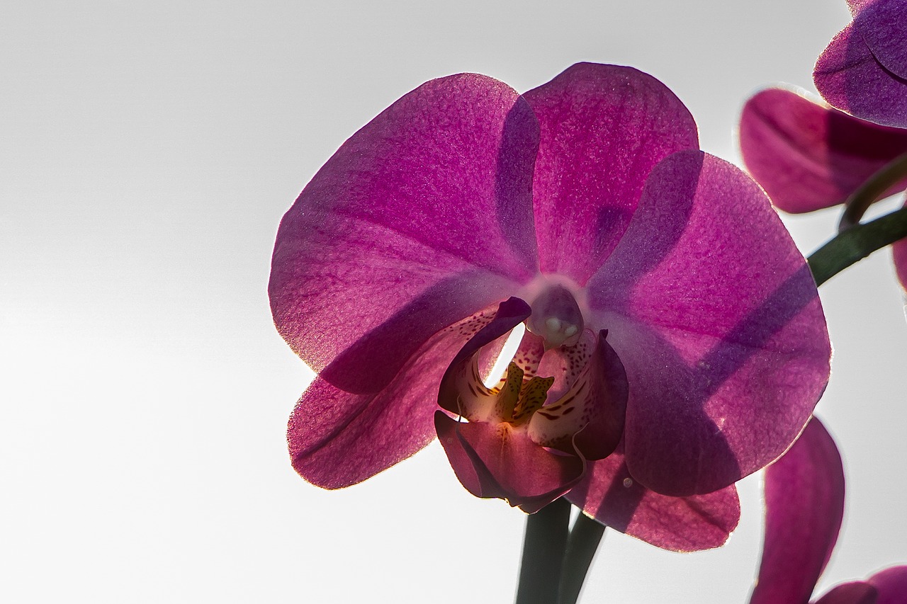 Orchidėja, Gėlė, Gamta, Uždaryti, Nemokamos Nuotraukos,  Nemokama Licenzija