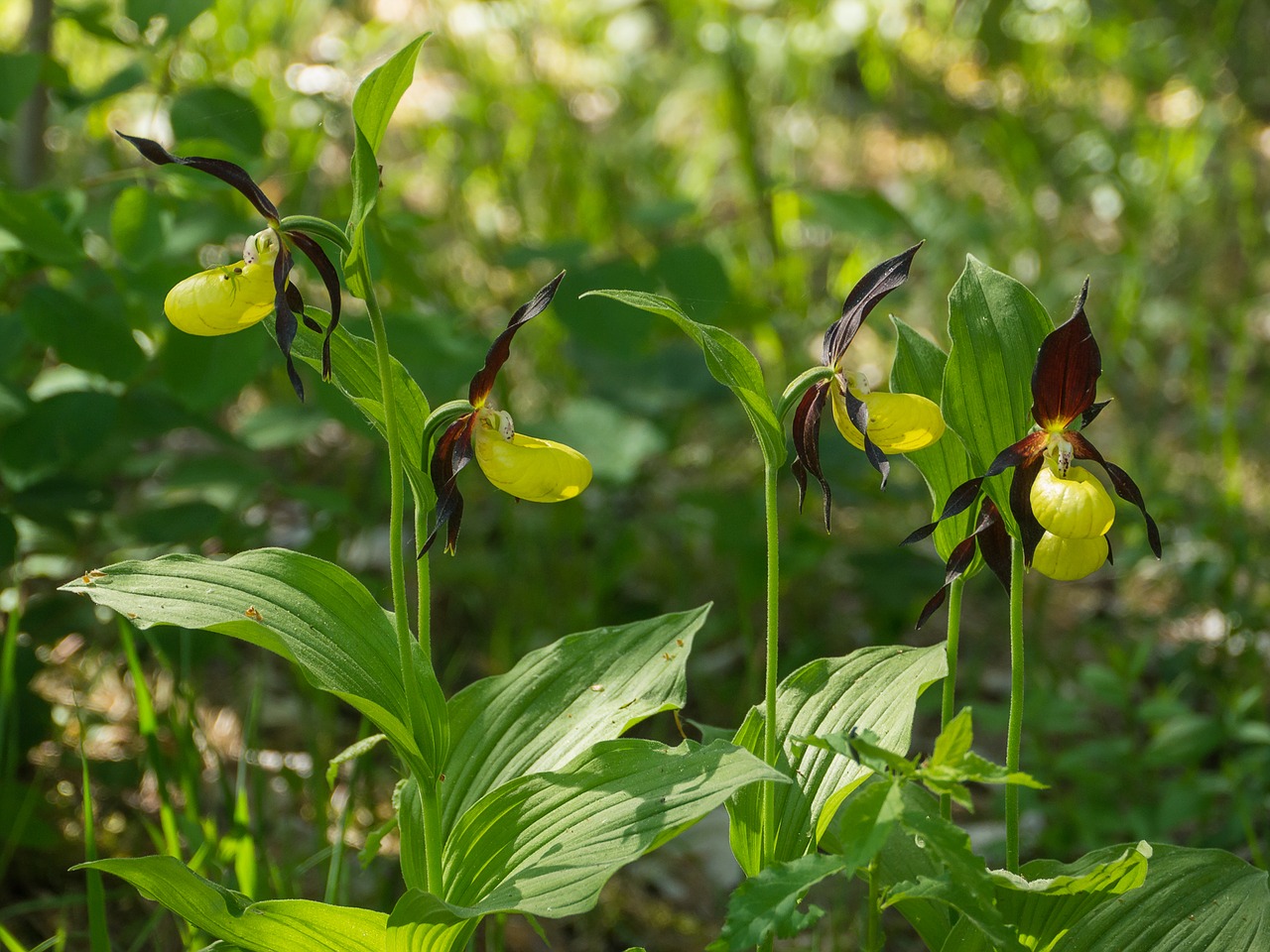 Orchidėja, Baržos, Laukinė Orchidėja, Frauenschuh, Laukiniai, Gamta, Laukinės Gėlės, Retai, Žydėti, Gėlės