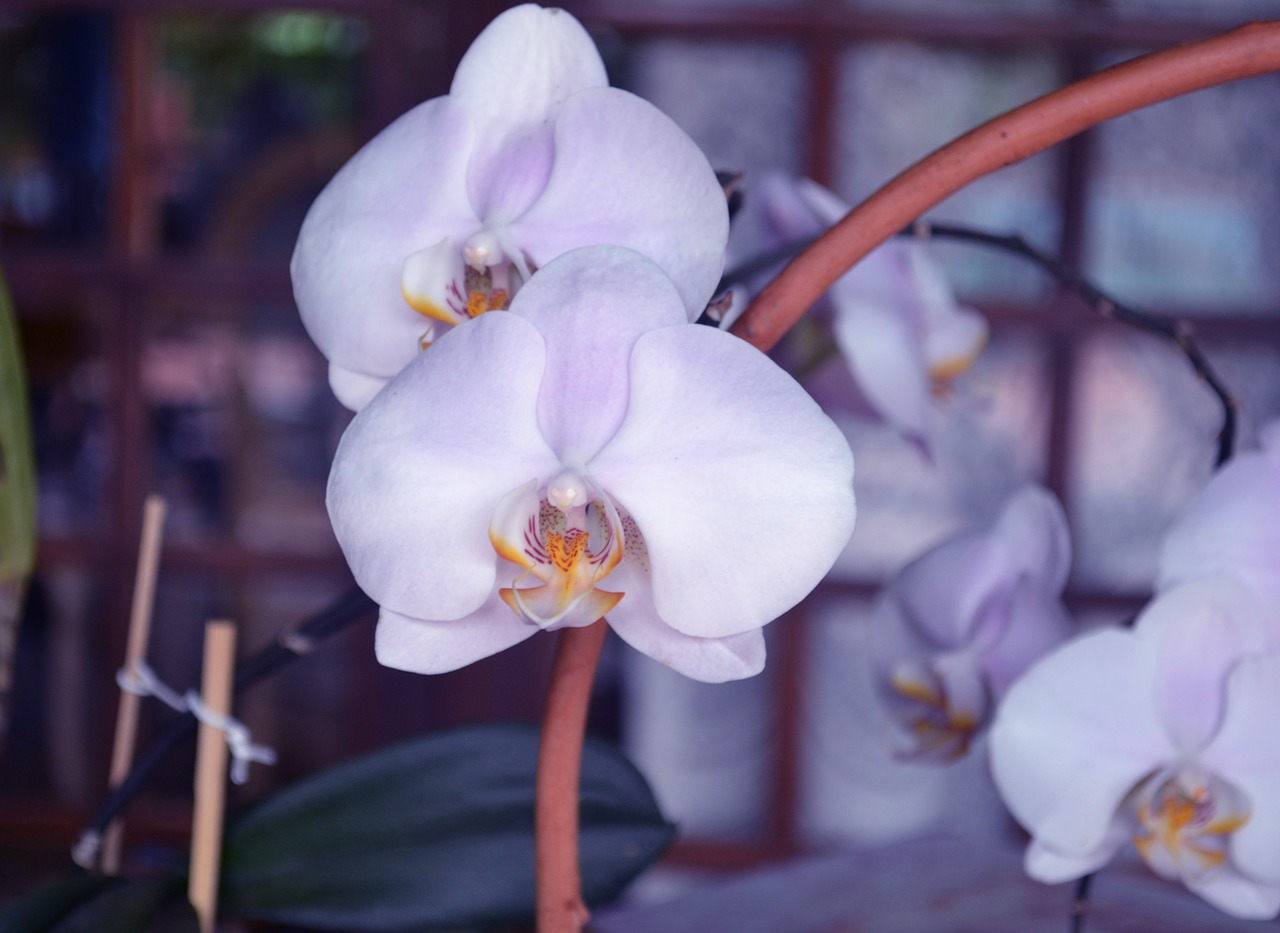 Orchidėja, Gėlės, Orquidea, Gėlė, Gamta, Pavasaris, Balta Orchidėja, Alyvinė Orchidėja, Augalas, Dekoratyvinė Gėlė