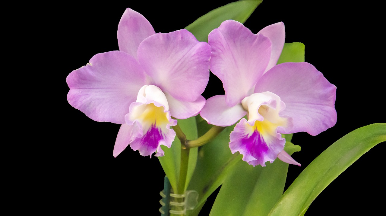 Orchidėja, Violetinė, Violetinė Orchidėja, Violetinė, Gėlė, Flora, Sodas, Atogrąžų, Augalas, Žydėti