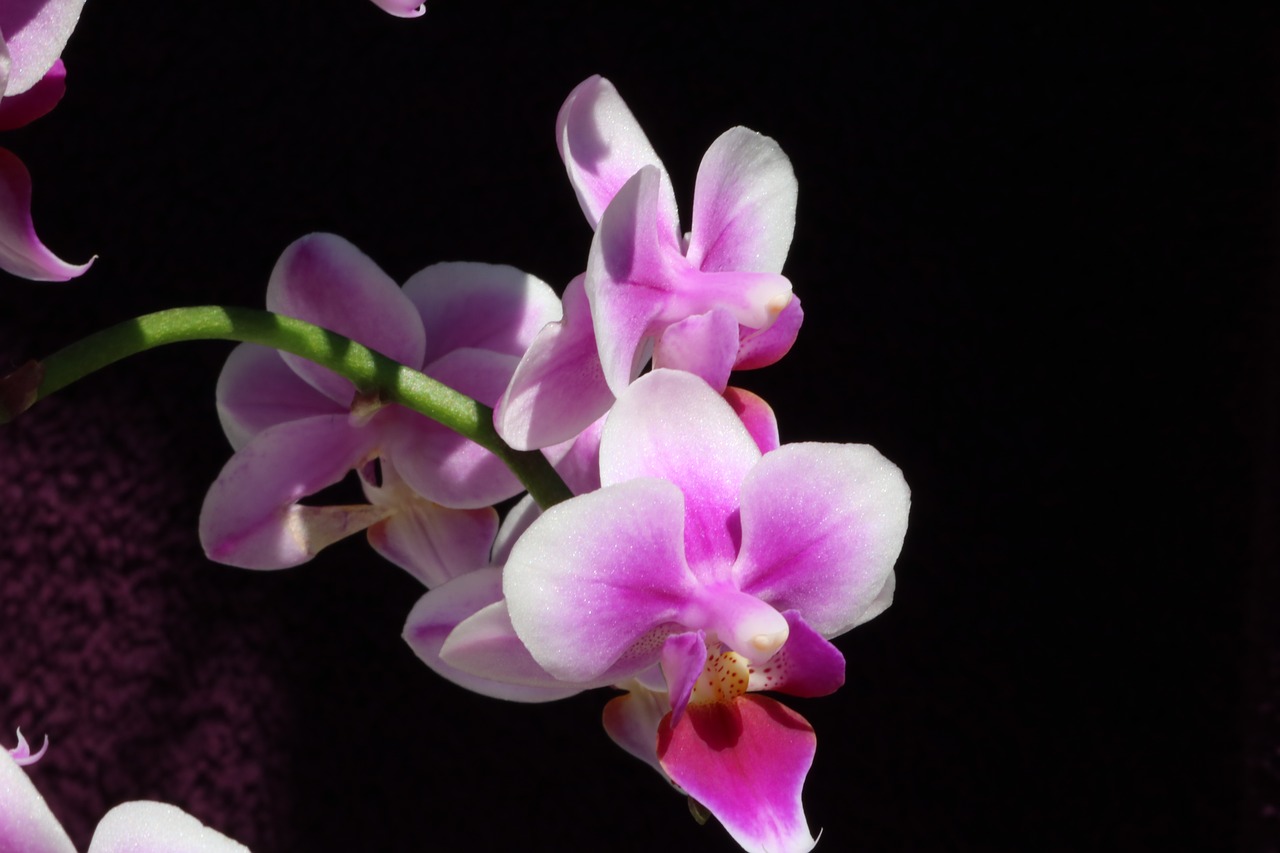 Orchidėja, Gėlė, Žiedas, Žydėti, Nemokamos Nuotraukos,  Nemokama Licenzija