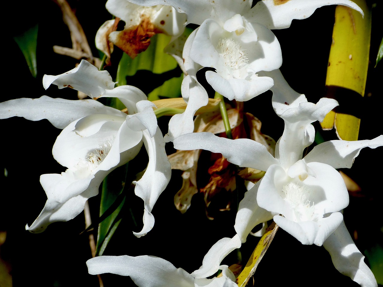 Orchidėja, Gėlė, Susivienijimo Sala, Gamta, Gėlės Orchidėjų, Nemokamos Nuotraukos,  Nemokama Licenzija