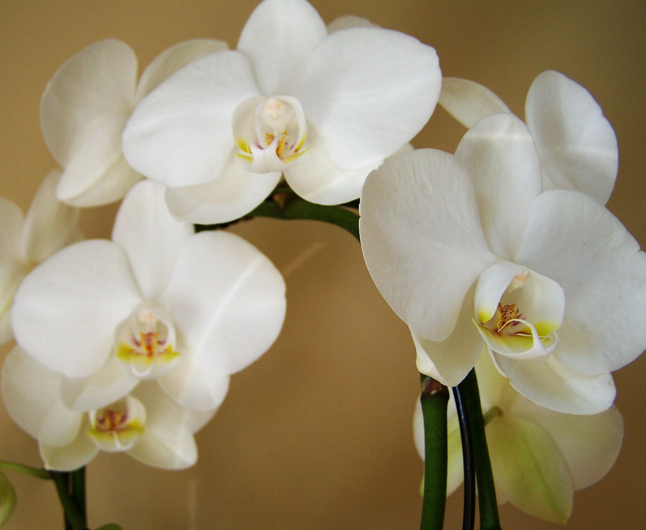 Orchidėja, Egzotinis Augalas, Balta Spalva, Kambario Augalas, Nemokamos Nuotraukos,  Nemokama Licenzija