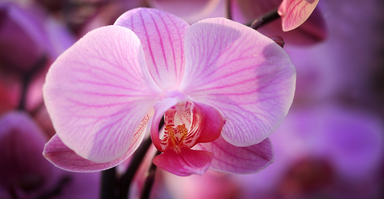 Orchidėja, Gėlė, Žiedas, Žydėti, Augalas, Gamta, Rožinis, Violetinė, Egzotiškas, Kambarinis Augalas