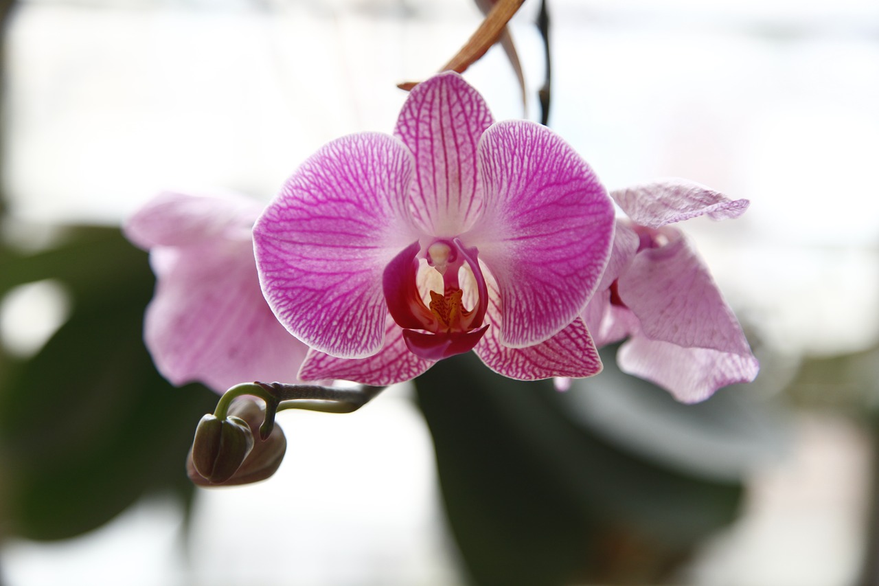 Orchidėja, Phalanopsis, Gėlė, Nemokamos Nuotraukos,  Nemokama Licenzija