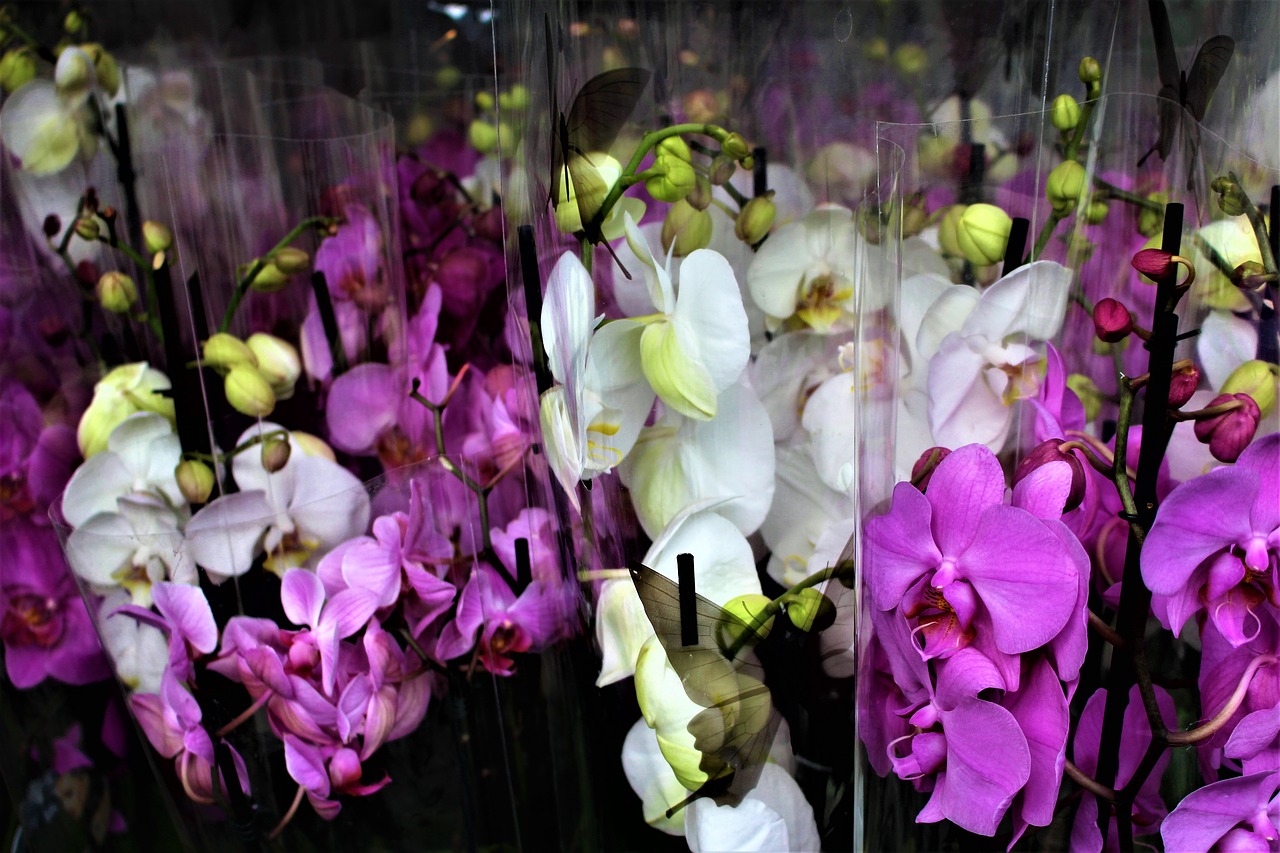 Orchidėja, Gėlės, Gėlė, Pasodintas Augalas, Orchidėjos, Gražus, Balta, Rožinis, Vestuvinė Orchidėja, Balta Orchidėja