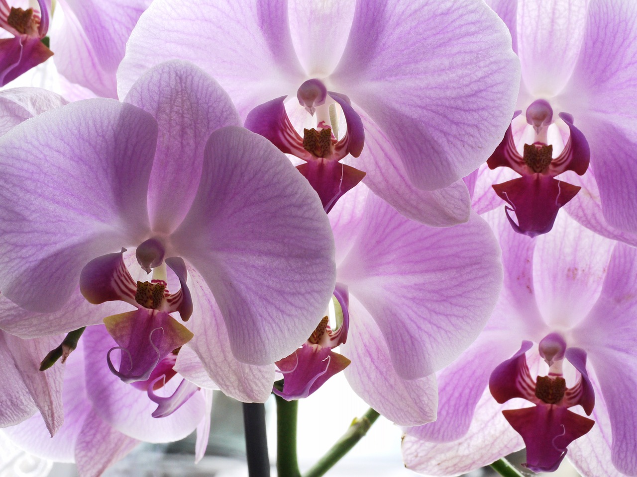 Orchidėja, Gėlės, Panicle, Violetinė, Pasodintas Augalas, Palangė, Orchideenblüte, Filigranas, Violetinė, Rožinis