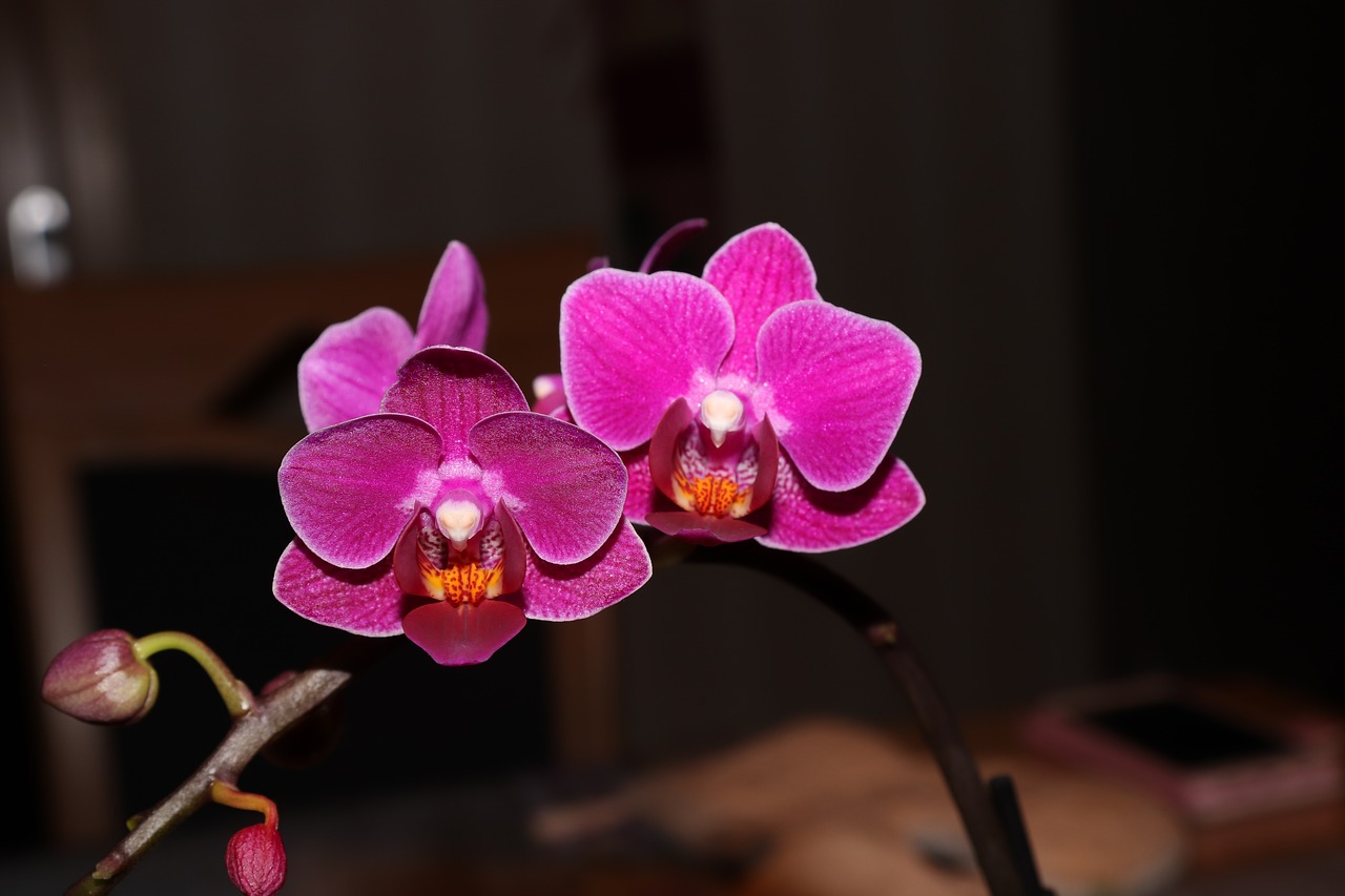 Orchidėja, Gėlė, Augalas, Nemokamos Nuotraukos,  Nemokama Licenzija