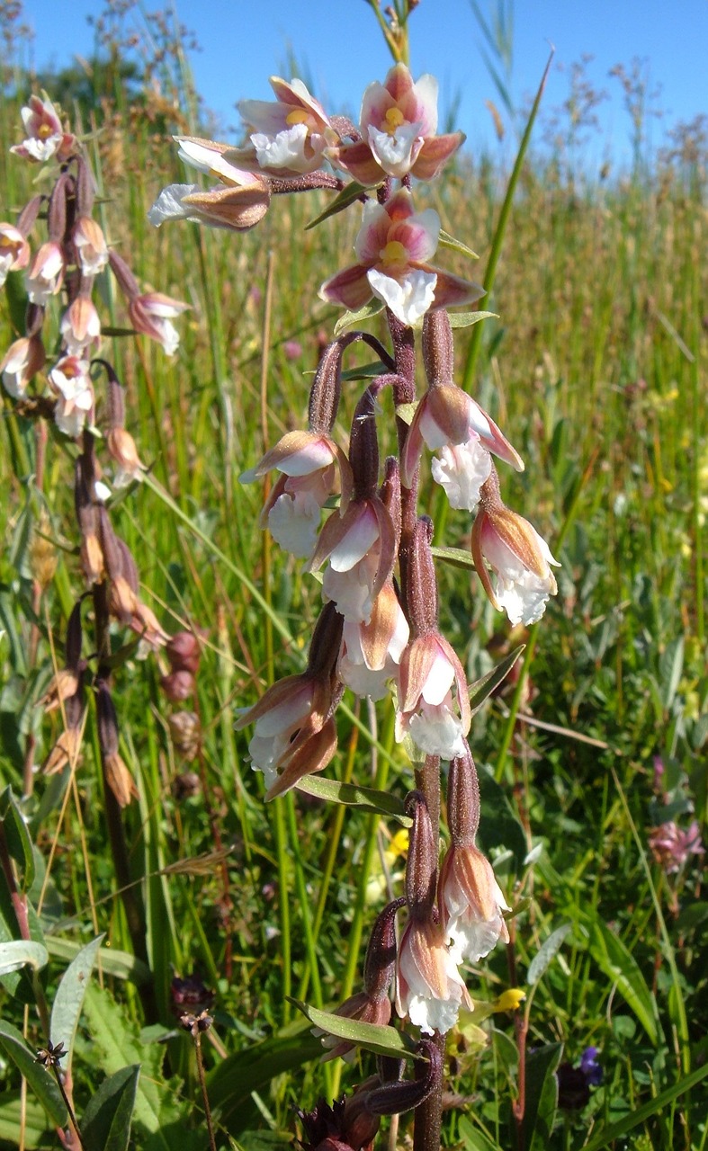 Orchidėja, Pelkės Žąsys, Gėlė, Nemokamos Nuotraukos,  Nemokama Licenzija