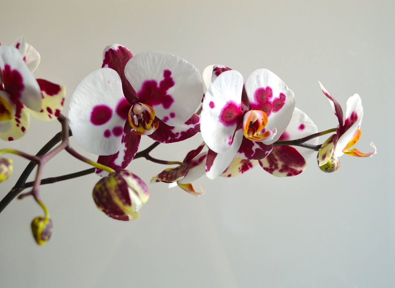Orchidėja, Gėlės, Gėlių, Nemokamos Nuotraukos,  Nemokama Licenzija
