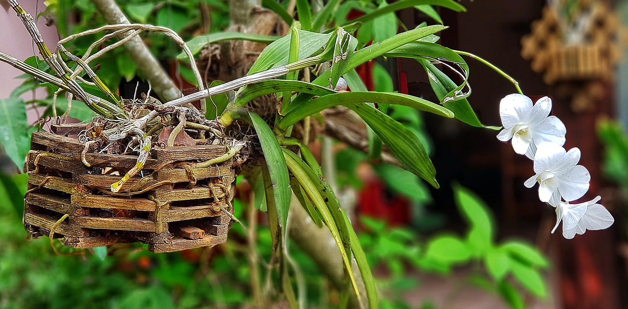 Orchidėja, Augalas, Balta, Gamta, Lapai, Flora, Gėlė, Botanikos, Nemokamos Nuotraukos,  Nemokama Licenzija