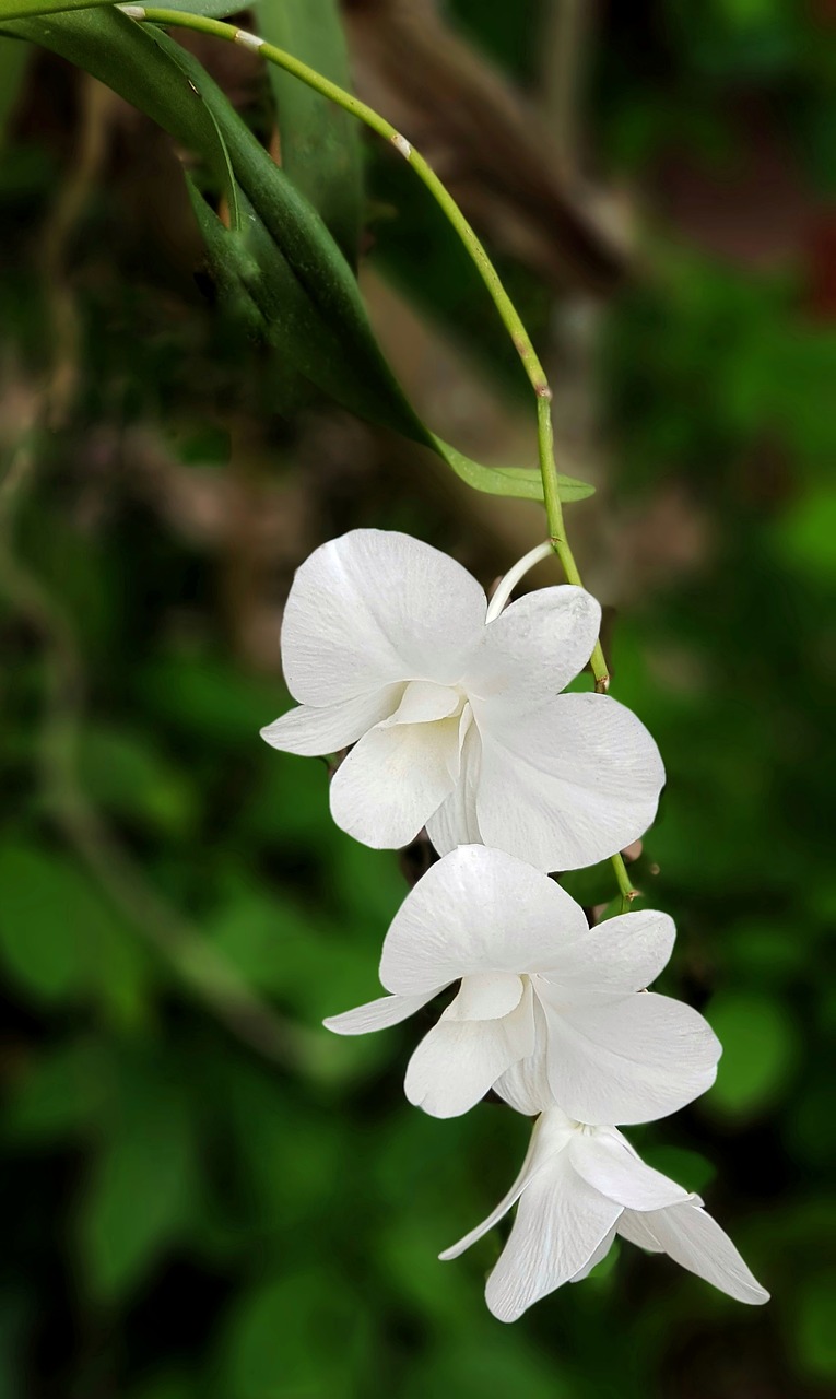 Orchidėja, Grynas, Balta, Gamta, Gėlė, Flora, Lapai, Sodas, Žydi, Vasara