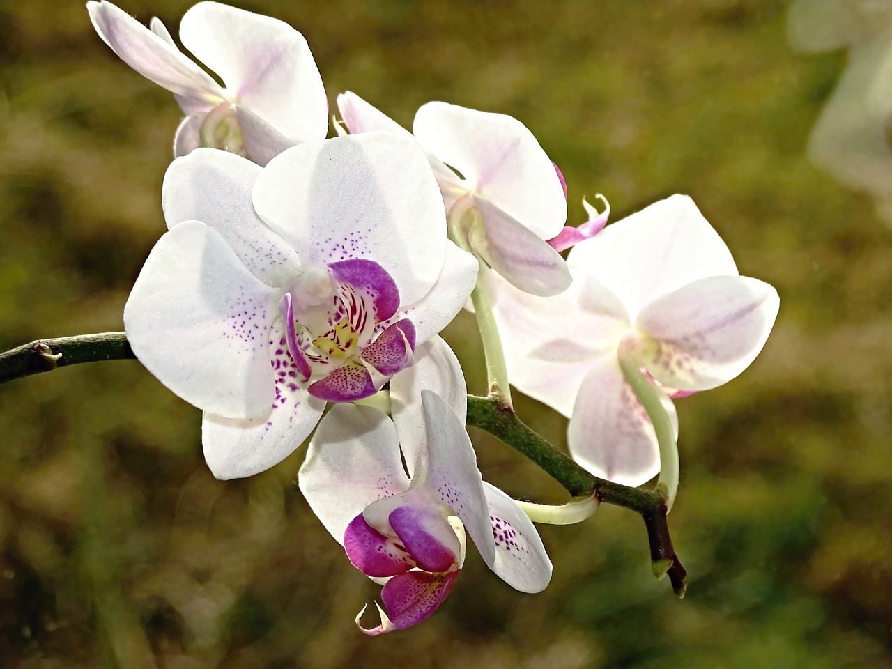 Orchidėja, Gėlės, Gėlė, Augalas, Orchideenblüte, Uždaryti, Orchidėjų Žiedas, Balta, Filigranas, Atspindys